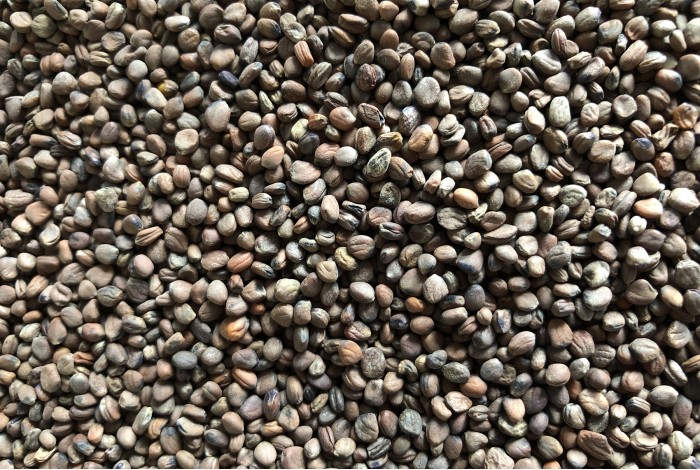 Radish, Volcano organic seeds